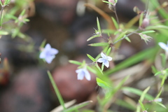 Hedyotis cyanantha